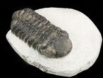 Bargain, Austerops Trilobite - Morocco #47433-1